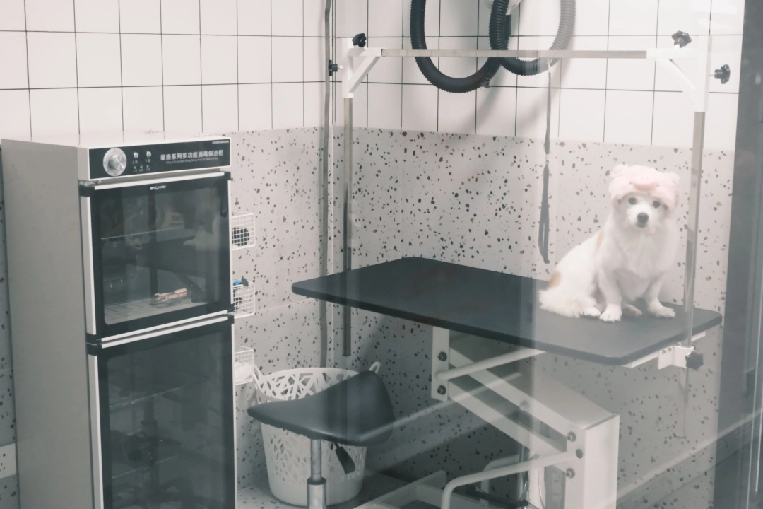 洛阳洛龙区泰迪犬美容精修_固定技师修剪效果